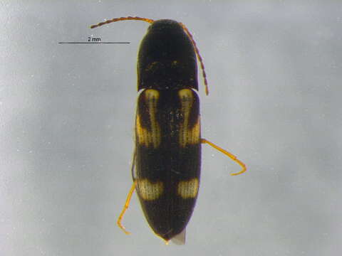 Image of <i>Megapenthes stigmosus</i>