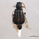 Image of <i>Attalus morulus</i>