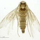 Image of Paraleucoptera albella