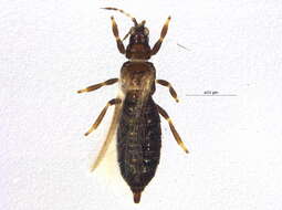 Image of Ctenothrips bridwelli Franklin 1907