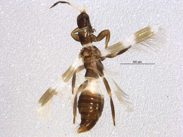 Image of Aeolothrips albicinctus Haliday 1836
