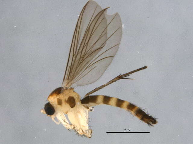 صورة Palaeodocosia