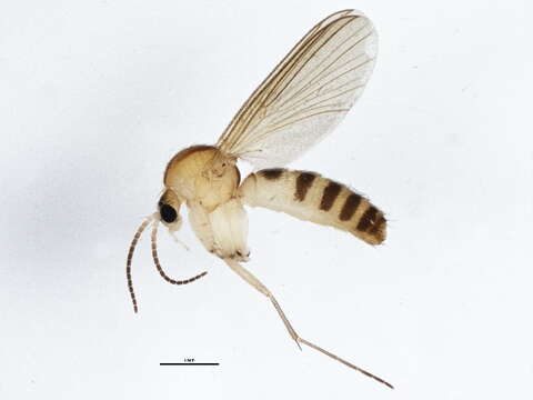 Image of Trichonta atricauda (Zetterstedt 1852)