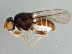 Image of <i>Tricimba trisulcata</i>