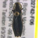 Imagem de Agrilus granulatus liragus Barter & Brown 1929