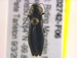 Imagem de Agrilus granulatus liragus Barter & Brown 1929