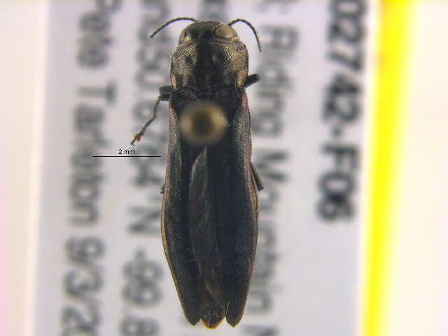 Imagem de Agrilus granulatus liragus Barter & Brown 1929