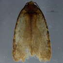 Image of Agonopterix eupatoriiella Chambers 1878