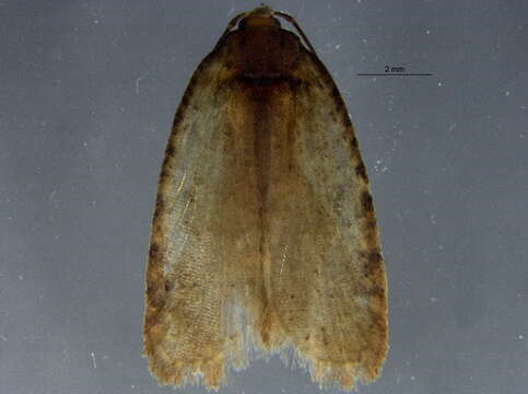 Imagem de Agonopterix eupatoriiella Chambers 1878