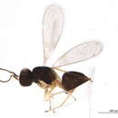 Image of Ooctonus hemipterus Haliday 1833