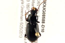 Image de Pterostichus (Lamenius) caudicalis (Say 1823)