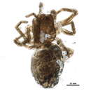 Image of Emblyna decaprini (Kaston 1945)