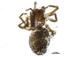 Image of Emblyna decaprini (Kaston 1945)