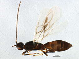 Image of Ecphylus