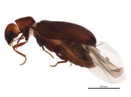 Image of Hemicoelus pusillus (Fall 1905)