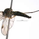 Image of <i>Chrysopilus asiliformis</i>