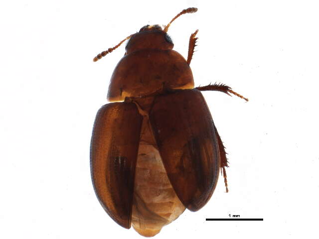 Image of Leiodes subtilicornis Baranowski 1993