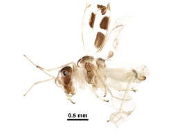 Graphopsocus resmi