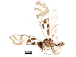 Image of Graphopsocus