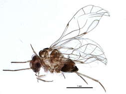 Image of Blastopsocus goodrichi Mockford 2002