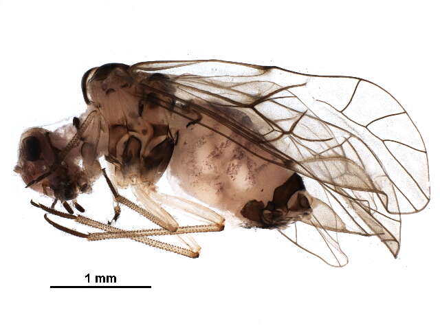 Image of Blastopsocus goodrichi Mockford 2002