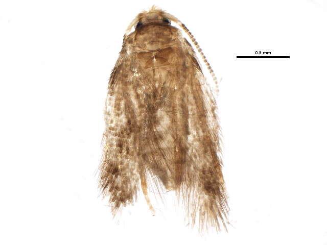 صورة Glaucolepis saccharella (Braun 1912) Braun 1917