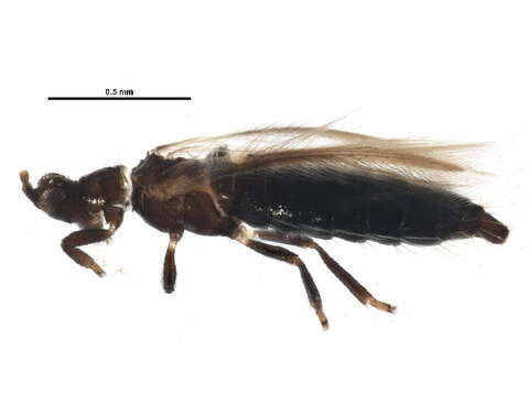 Image of Ctenothrips bridwelli Franklin 1907