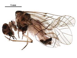 Image of Blastopsocus goodrichi Mockford 2002