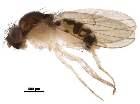 Image of Mycodrosophila claytonae Wheeler & Takada 1963