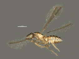 Image of Platypatasson