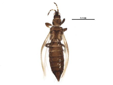 Image of Taeniothrips