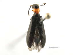 Image of Cymatodera