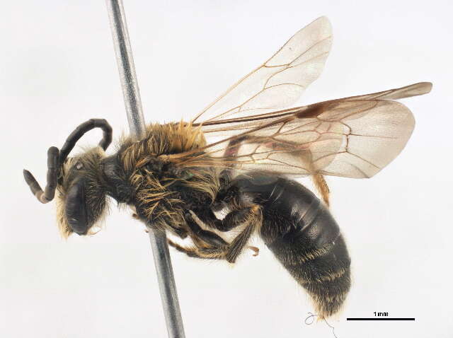 Image of Andrena spiraeana Robertson 1895