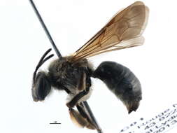 Sivun Andrena crataegi Robertson 1893 kuva