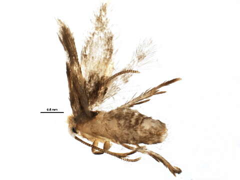 Image of Etainia ochrefasciella (Chambers 1873) Puplesis et al. 1996