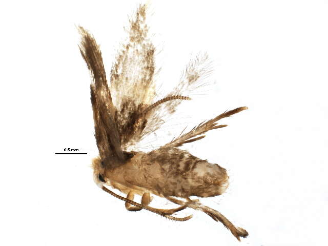 Sivun Etainia ochrefasciella (Chambers 1873) Puplesis et al. 1996 kuva