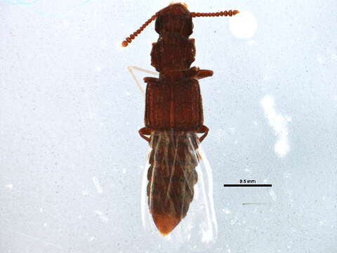 Image of Thoracophorus (Thoracophorus) costalis (Erichson 1840)