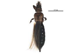 Image of Ctenothrips