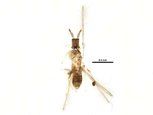 Image of Platypatasson