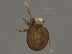 Image of Cymbaeremaeoidea Sellnick 1928