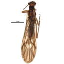 Image of Knobbed Forestfly