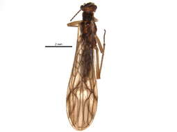 Image of Soyedina producta (Claassen 1923)