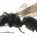 Image of Osmia laeta