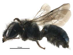 Image of Osmia laeta