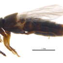 Image of Aleochara (Xenochara) fumata Gravenhorst 1802