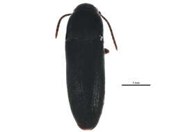 Image of <i>Hylis irvinei</i> Muona 2000