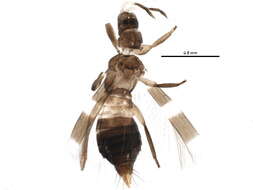 Image of Aeolothrips ericae Bagnall 1920