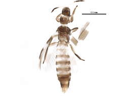 Image of Aeolothrips ericae Bagnall 1920