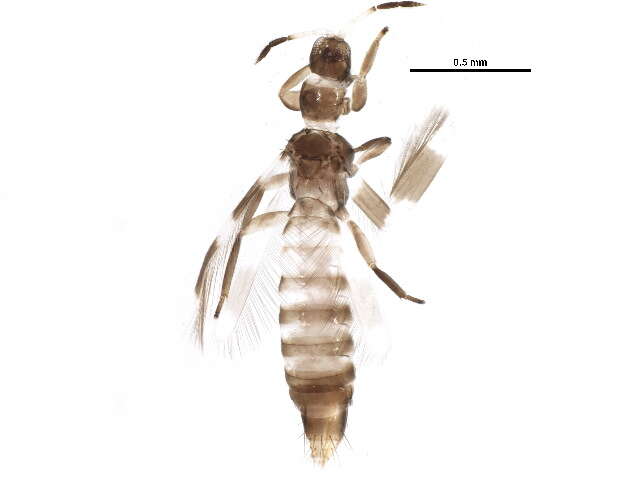 Image of Aeolothrips ericae Bagnall 1920