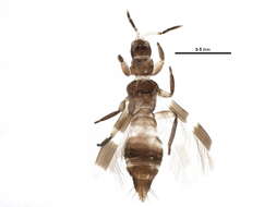 Image of Aeolothrips ericae Bagnall 1920